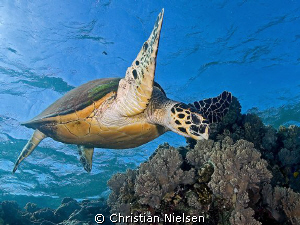 Hawksbill Turtle in the shallows on Daedalus Reef.
Olymp... by Christian Nielsen 